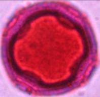 triodanis